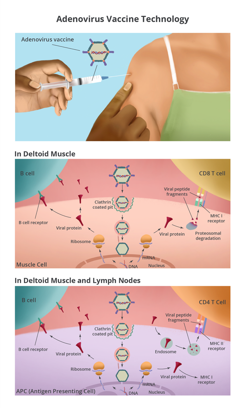 adenovirus vaccine secondary blog image    